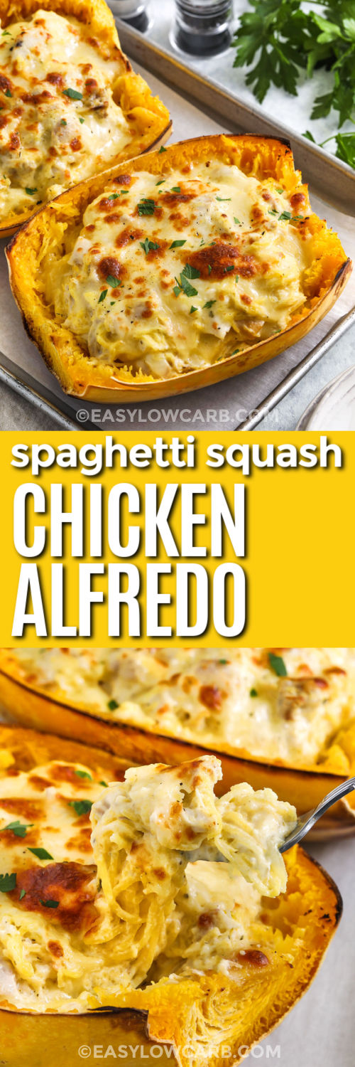 This spaghetti squash chicken Alfredo recipe combines indulgence with wholesome ingredients. Roasted spaghetti squash replaces traditional noodles for a nutrient-packed base. The velvety Alfredo sauce blends butter, cream, and Parmesan with a touch of Italian herbs. Topped with melted mozzarella and fresh parsley, it’s a flavorful, filling meal that feels luxurious yet supports a low-carb lifestyle. #easylowcarb Spaghetti Squash Chicken Alfredo on a sheet pan and close up on a fork with a title