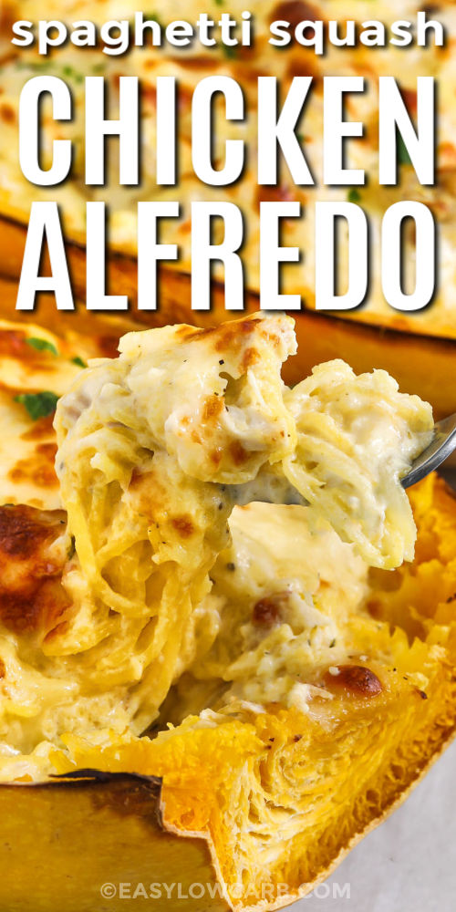 This spaghetti squash chicken Alfredo turns a favorite comfort dish into a delicious low-carb meal. The roasted spaghetti squash strands are simmered in a creamy Alfredo sauce made with butter, garlic, cream cheese, and Parmesan. Juicy cooked chicken adds protein, while mozzarella melts to golden perfection on top. Each bite is rich and creamy, without the guilt of pasta calories. #easylowcarb Spaghetti Squash Chicken Alfredo on a fork with writing